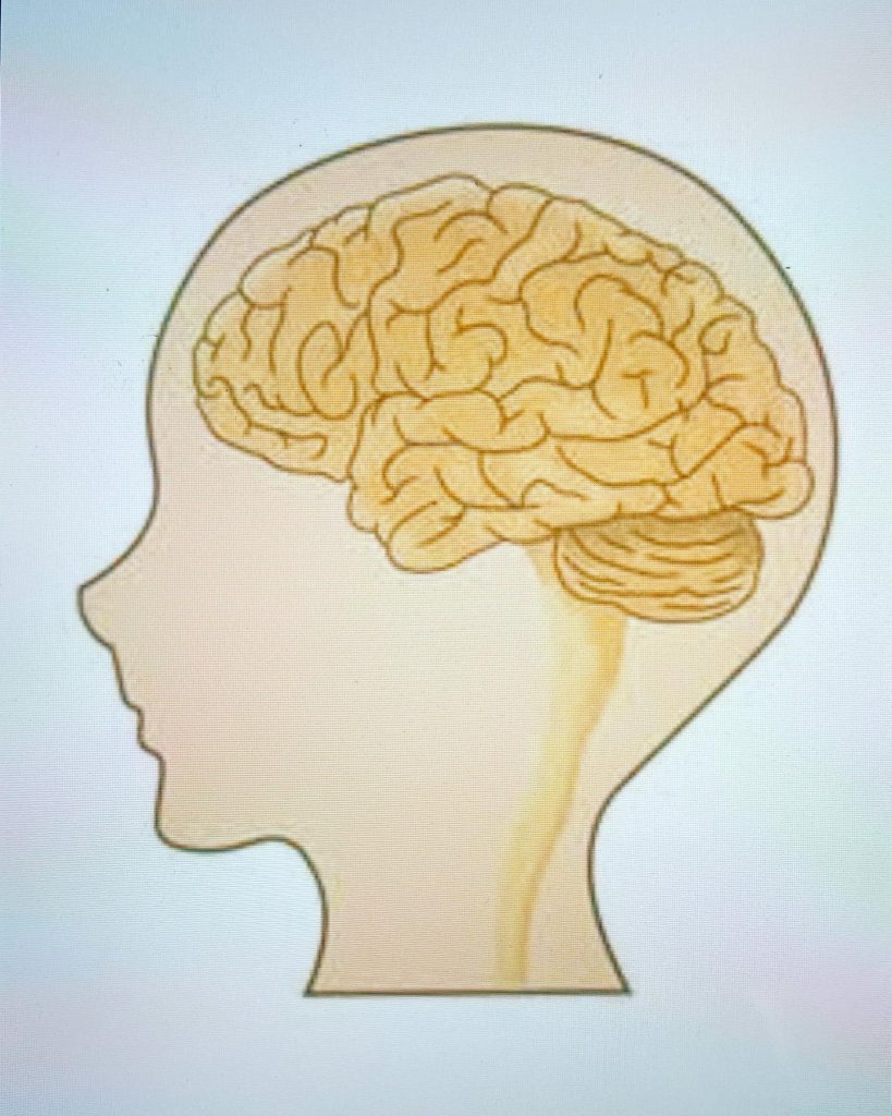 #脳脊髄液脳室でつくられ、何らかの理由で循環が悪くなると頭痛、嘔吐、けいれん、精神症状など様々な症状が引き起こされる。