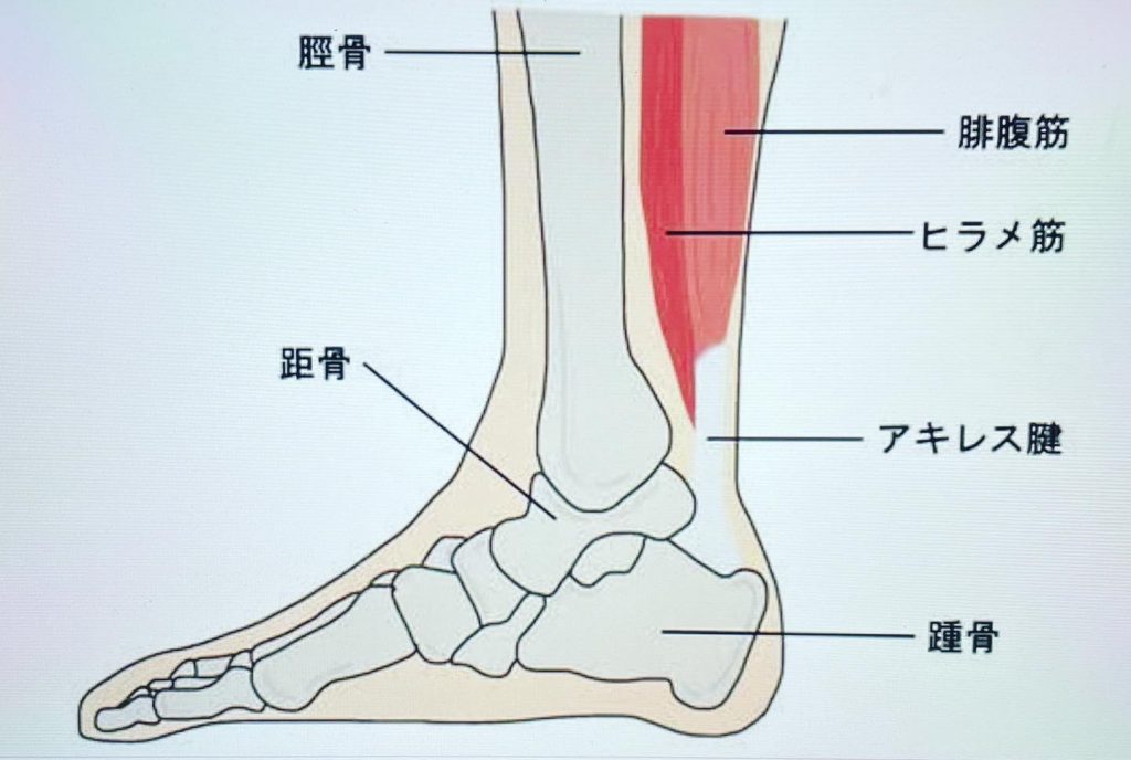 #アキレス腱が硬いと足の変形　外反母趾、扁平足、変形性膝関節症血流の低下　ふくらはぎの筋肉が伸び縮み出来ず血流が悪くなる。