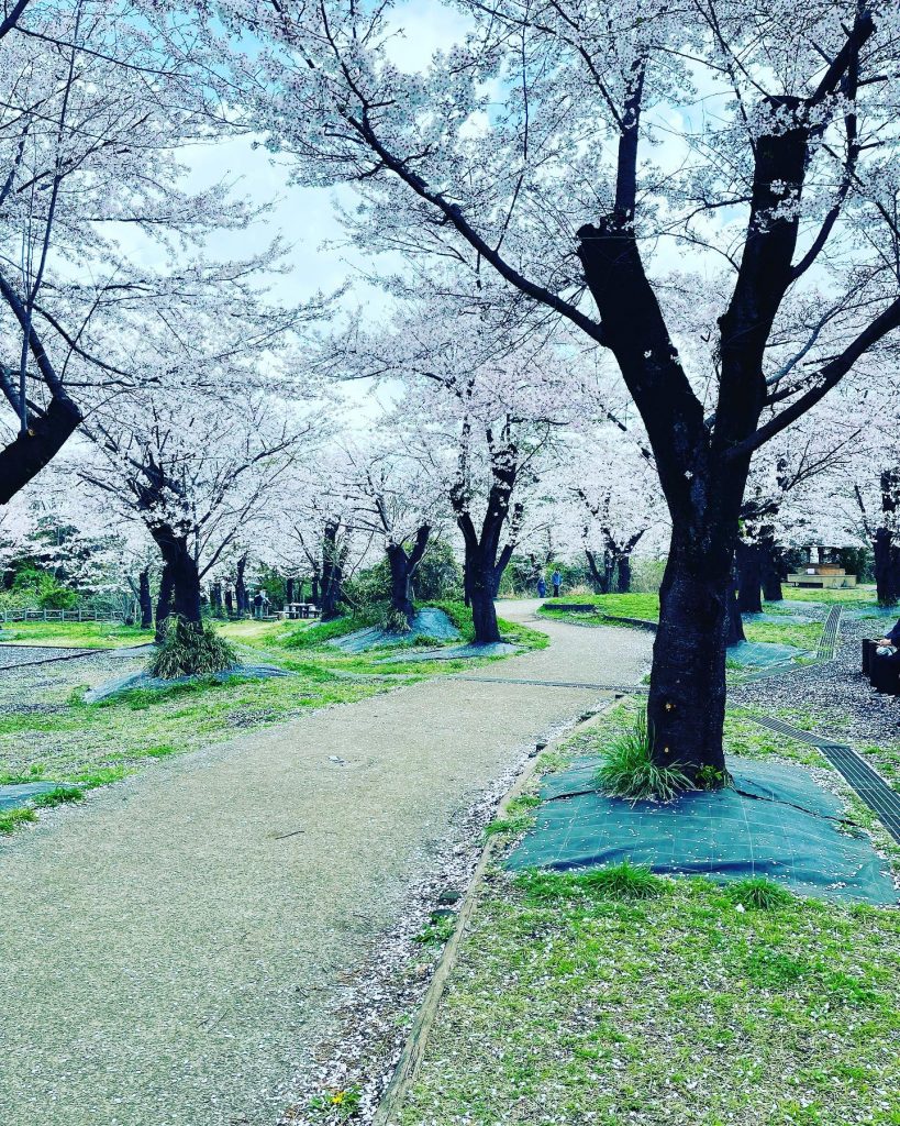 #お花見and BBQ！神奈川県横浜市二俣川にあるこども自然公園にてお花見とBBQを昨日は楽しんできました。