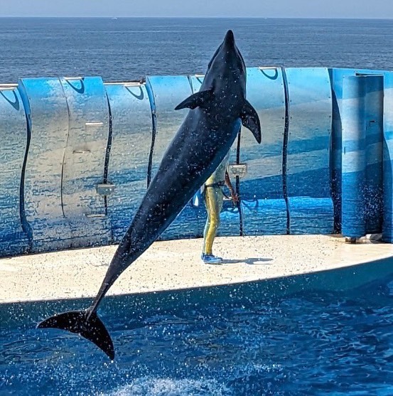 #江ノ島水族館カマイルカの「クロス」の華麗なるジャンプ！江ノ島水族館に来て37年、日本のカマイルカの最年長記録を更中！