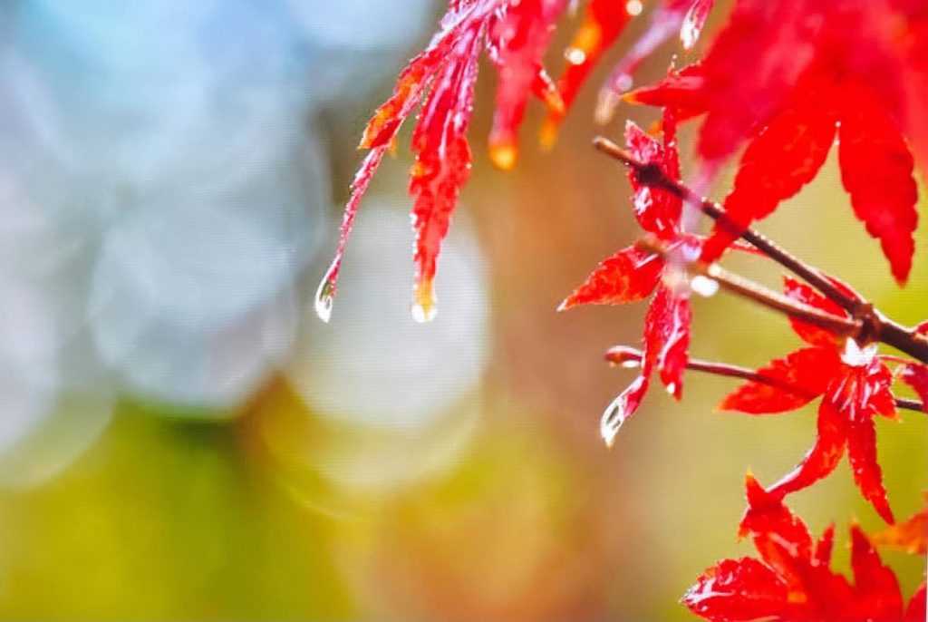 #秋雨（あきさめ）！秋雨とは日本において8月後半頃から10月頃にかけて（地域によって時期に差がある）降る雨のこと。