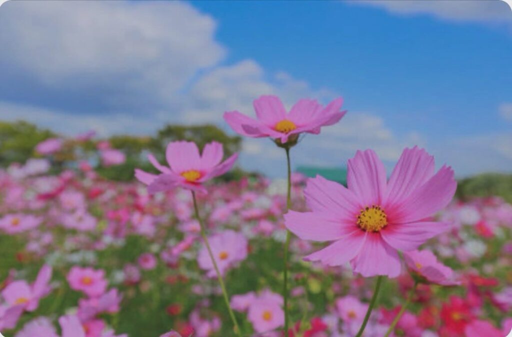 #10月の花！10月に咲いている花は秋桜、薔薇、山茶花（サザンカ、朝顔、シクラメン、パンジー、ガーベラなど！