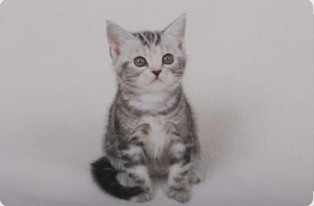 #雑学！猫が近くでパタンと倒れたら、ほらほら触ってよというカマチョのサイン。