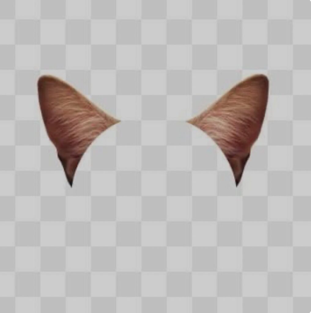 #猫の耳！猫の耳には小さな筋肉が32個もあり、音を正確に捉えられるようになっている。