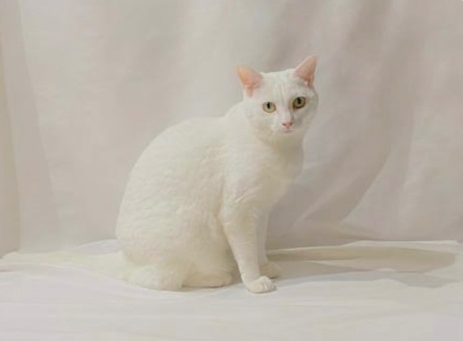 #エドガーケイシーの教え！猫の毛の色と模様の意味とは？白猫（癒しのエネルギー　生命エネルギーの再生）、灰色の猫（心を中心に戻させるためにやって来る）、オレンジ色の猫（魂を目覚めさせ活性化させる）、縞模様の猫（次元を超えて旅する存在　今までの自分を手放し変わっていく）
