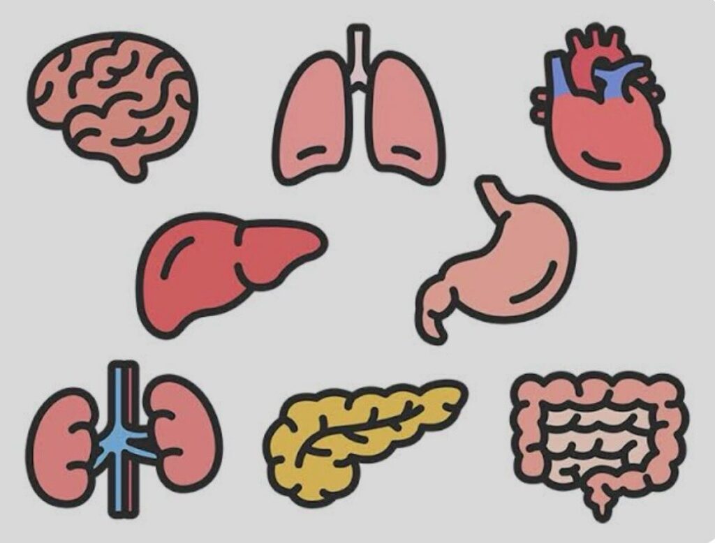 臓器と感情!肺は悲しみの臓器、肝臓は怒りの臓器、胃は不安の臓器、子宮は我慢の臓器、感情と内臓は、密接に繋がっている。